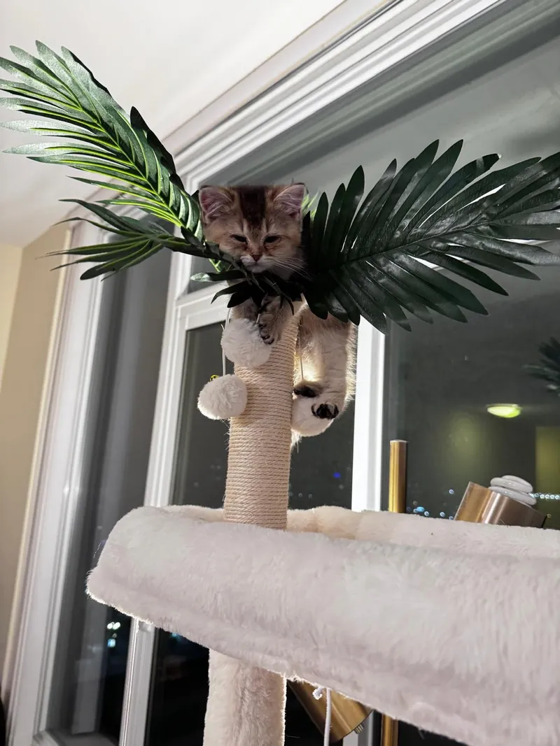 Koopa, a British Shorthair, on a cat tree