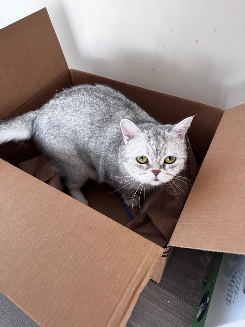 Snowbell, a grey and white British Shorthair