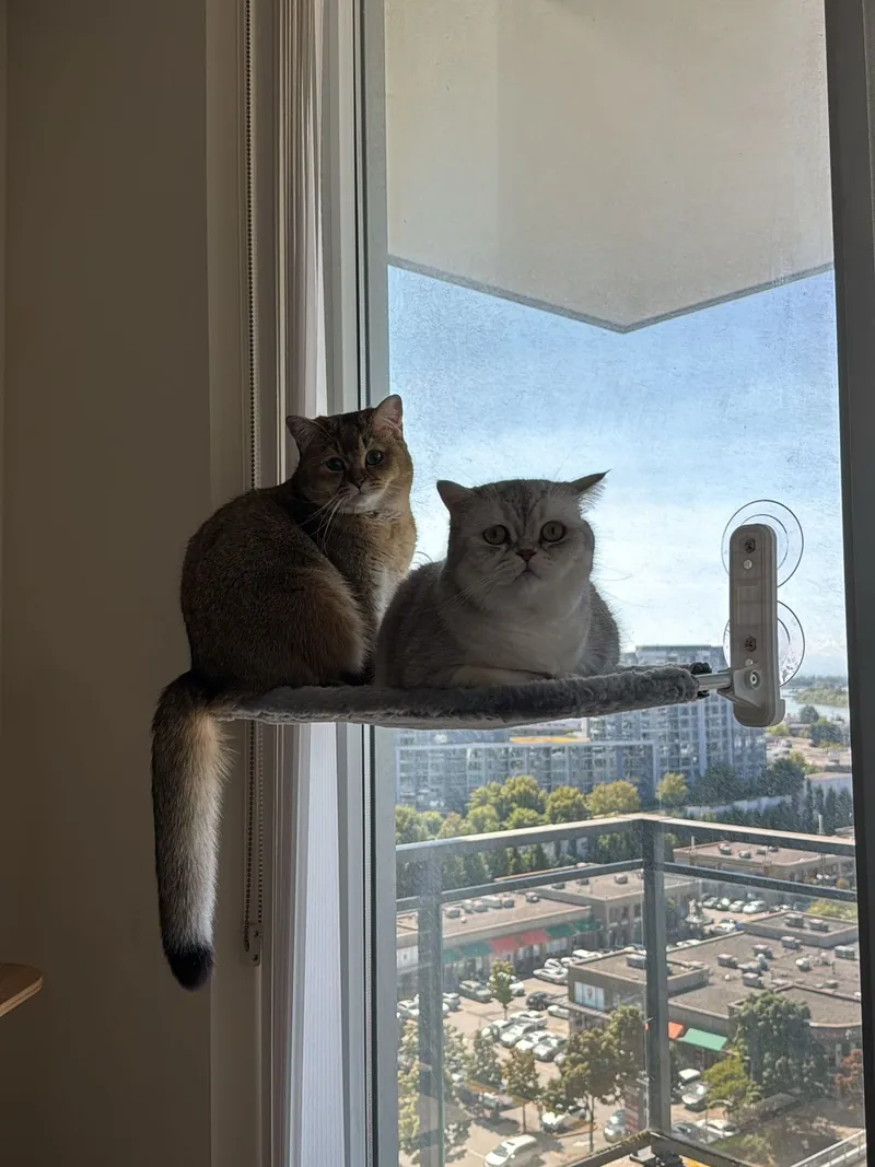 Snowbell and Koopa on a window perch